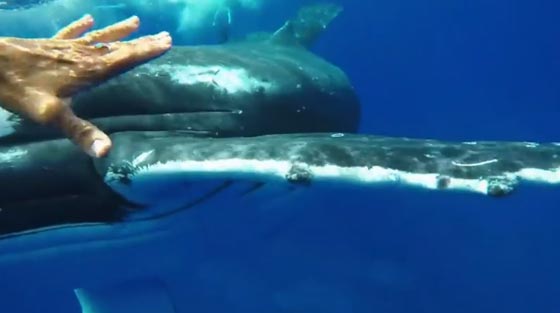 فيديو مذهل.. قرش يهاجم عالمة بحرية في المحيط وحوت ينقذها من الموت صورة رقم 2