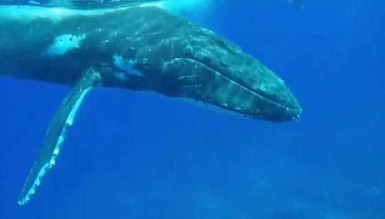 فيديو مذهل.. قرش يهاجم عالمة بحرية في المحيط وحوت ينقذها من الموت صورة رقم 3