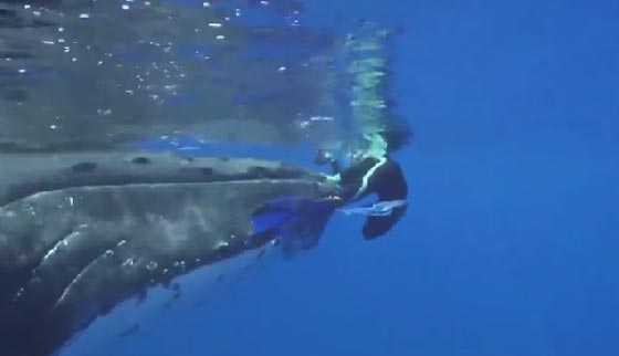 فيديو مذهل.. قرش يهاجم عالمة بحرية في المحيط وحوت ينقذها من الموت صورة رقم 1