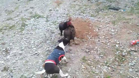 فيديو طريف.. كلب يفض شجارا بين دجاجتين صورة رقم 2
