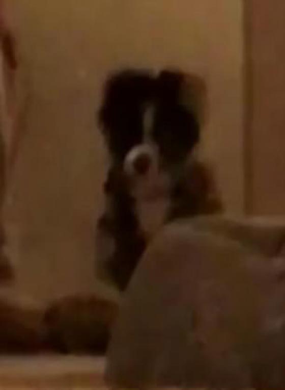 فيديو طريف..  كلب يبكي ويذرف الدموع بسبب توبيخ صاحبته! صورة رقم 4