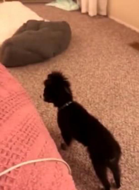 فيديو طريف..  كلب يبكي ويذرف الدموع بسبب توبيخ صاحبته! صورة رقم 1