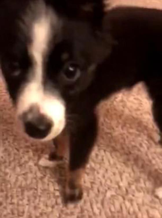 فيديو طريف..  كلب يبكي ويذرف الدموع بسبب توبيخ صاحبته! صورة رقم 2