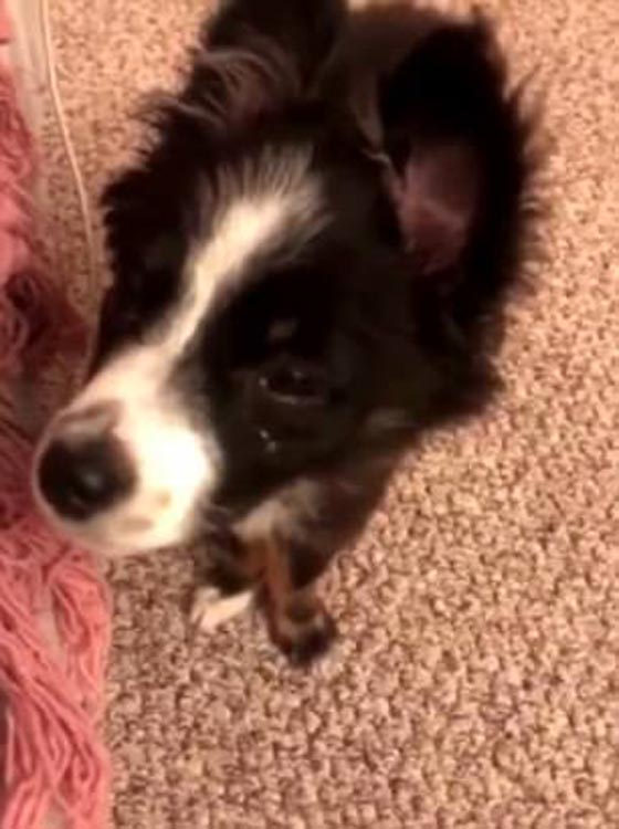 فيديو طريف..  كلب يبكي ويذرف الدموع بسبب توبيخ صاحبته! صورة رقم 3