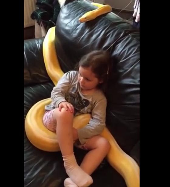 طفلة لا يتجاوز عمرها 10 سنوات تشاهد التلفاز برفقة ثعبان ضخم! فيديو صورة رقم 2