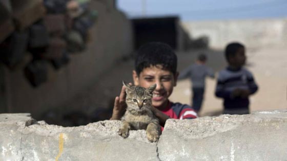 بالصور: حتى القطط تشارك في الحروب وتتأثر بها! صورة رقم 3
