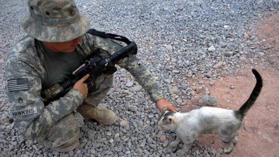 بالصور: حتى القطط تشارك في الحروب وتتأثر بها! صورة رقم 6