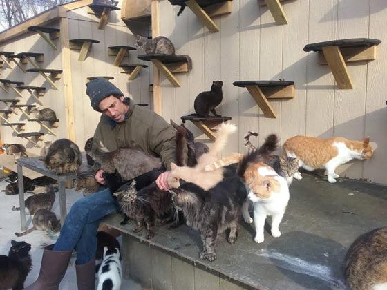 بالفيديو والصور..رجل حوّل منزله إلى مأوى لـ300 قطة صورة رقم 3