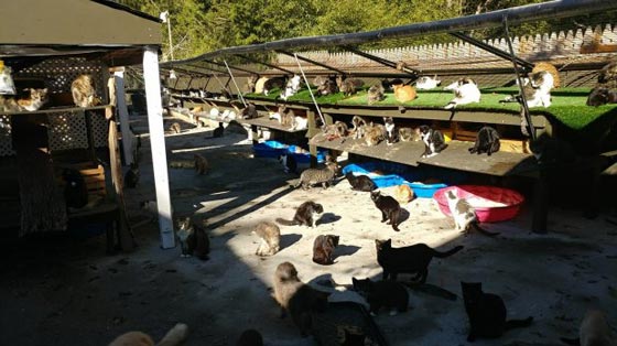 بالفيديو والصور..رجل حوّل منزله إلى مأوى لـ300 قطة صورة رقم 6