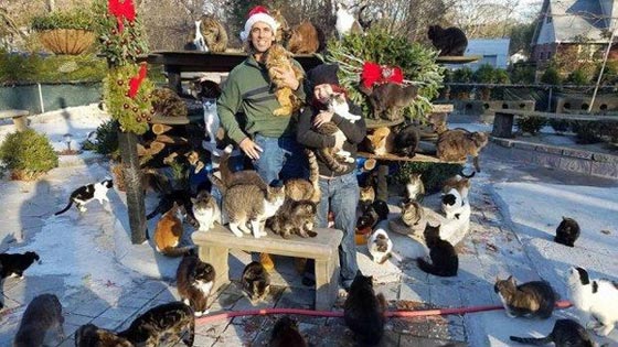بالفيديو والصور..رجل حوّل منزله إلى مأوى لـ300 قطة صورة رقم 4