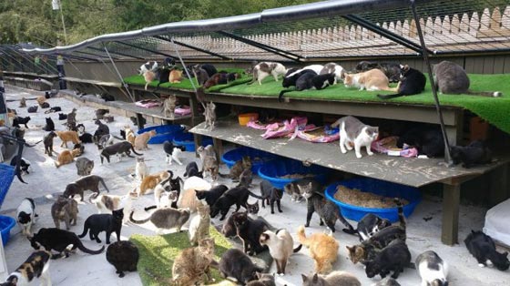 بالفيديو والصور..رجل حوّل منزله إلى مأوى لـ300 قطة صورة رقم 1