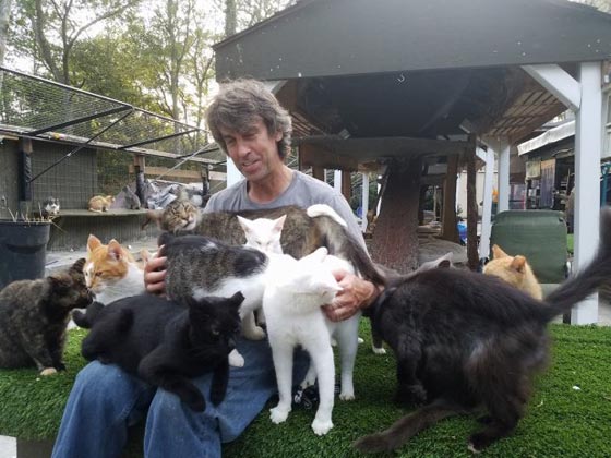 بالفيديو والصور..رجل حوّل منزله إلى مأوى لـ300 قطة صورة رقم 2