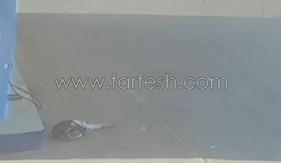فيديو مروع لشخص يطير في الهواء صدمته سيارة صورة رقم 7