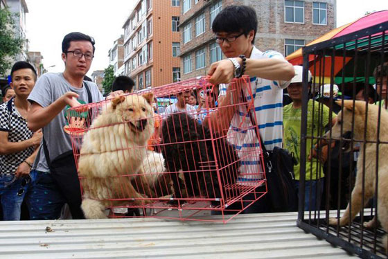 بالفيديو والصور: الصين تودِّع عام الديك وتستقبل الكلب بطقوس غريبة صورة رقم 3