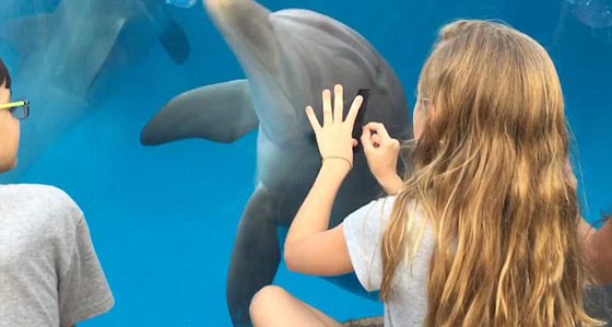 كيف استطاعت طفلة جذب الدلافين؟  صورة رقم 2