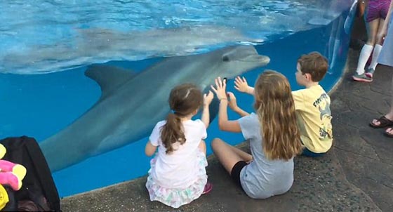 كيف استطاعت طفلة جذب الدلافين؟  صورة رقم 3
