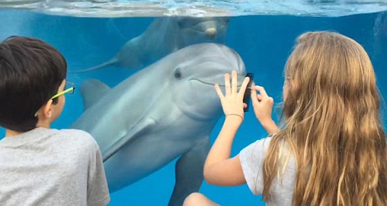 كيف استطاعت طفلة جذب الدلافين؟  صورة رقم 4