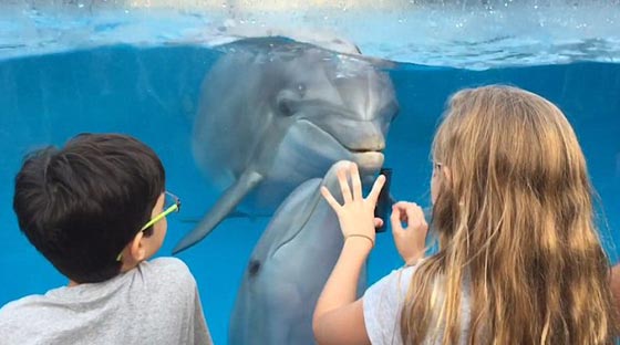 كيف استطاعت طفلة جذب الدلافين؟  صورة رقم 5