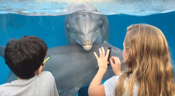 كيف استطاعت طفلة جذب الدلافين؟  صورة رقم 6