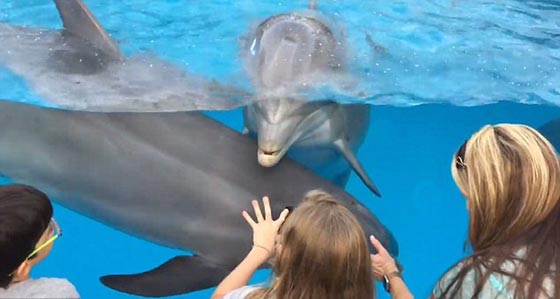كيف استطاعت طفلة جذب الدلافين؟  صورة رقم 7