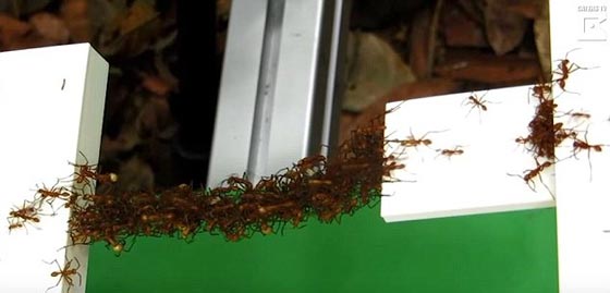 بالفيديو.. كيف يقوم جيش النمل الذكي ببناء 
