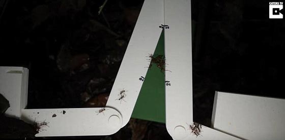 بالفيديو.. كيف يقوم جيش النمل الذكي ببناء 