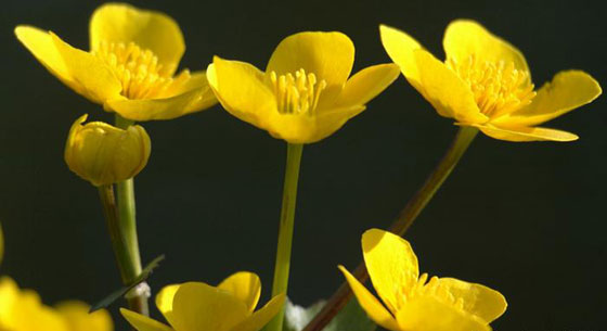 صور رائعة .. زهور ساحرة وعطرة تتفتح في فصل الربيع صورة رقم 3