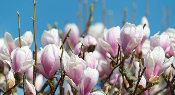 صور رائعة .. زهور ساحرة وعطرة تتفتح في فصل الربيع صورة رقم 9