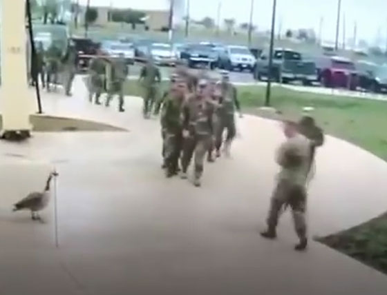 فيديو طريف.. جنود أمريكيون يهربون من إوزة كندية صورة رقم 1