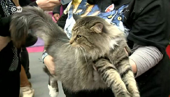 بالفيديو.. معرض لأجمل قطط العالم في بوخارست  صورة رقم 2