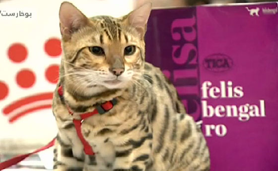 بالفيديو.. معرض لأجمل قطط العالم في بوخارست  صورة رقم 3