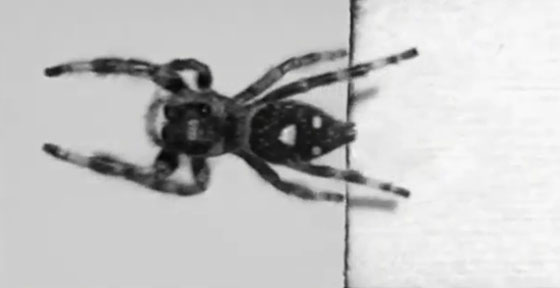 فيديو طريف.. عنكبوت يقفز عند الطلب صورة رقم 1