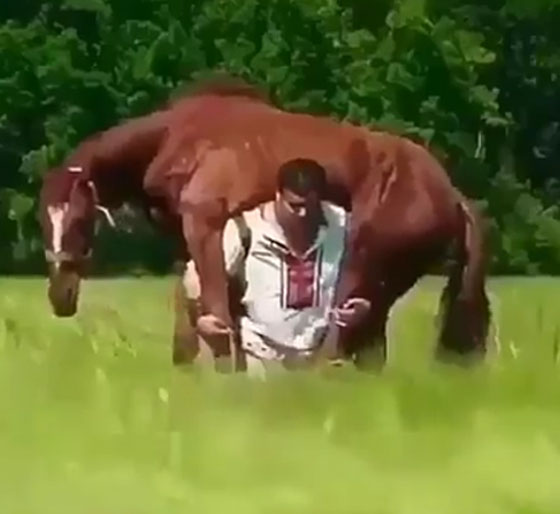 شاهد.. الرجل الخارق يحمل حصاناً ضخماً على كتفيه صورة رقم 2
