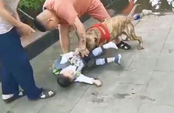 فيديو مرعب.. مارة يقاتلون كلبا لإنقاذ طفل من أنيابه صورة رقم 2