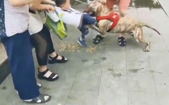 فيديو مرعب.. مارة يقاتلون كلبا لإنقاذ طفل من أنيابه صورة رقم 3