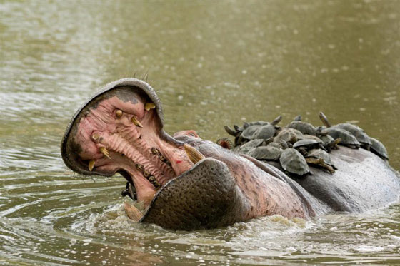 صور طريفة.. حمام شمس لسلاحف فوق ظهر فرس نهر يتسبب في غضبه صورة رقم 4