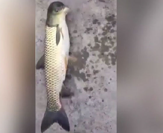 فيديو مثير للدهشة.. سمكة برأس طائر في الصين صورة رقم 1