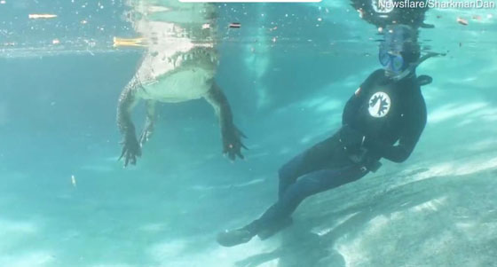 فيديو مثير:غواص متهور يخاطر بحياته ويسبح بجوار تمساح ضخم صورة رقم 2
