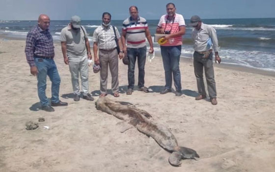 صور كائن بحري غريب على شواطئ مصر يثير الخوف صورة رقم 1