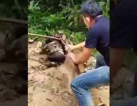 فيديو صاعق: قرويون ينقذون كلبا من انياب أفعى قاتلة عملاقة! صورة رقم 2