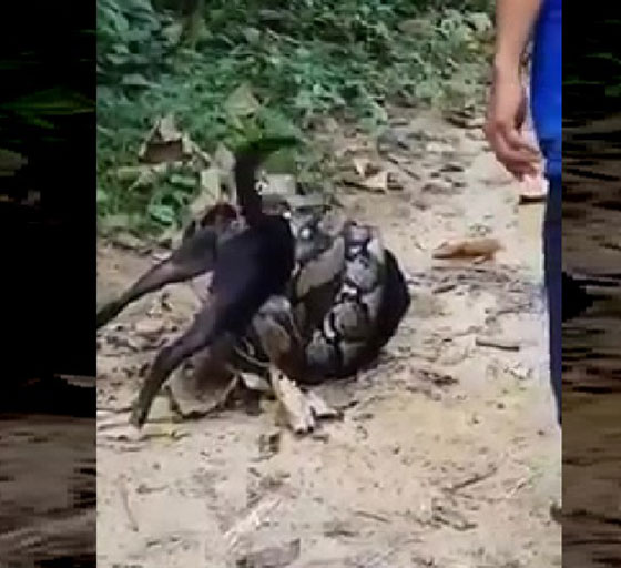 فيديو صاعق: قرويون ينقذون كلبا من انياب أفعى قاتلة عملاقة! صورة رقم 1