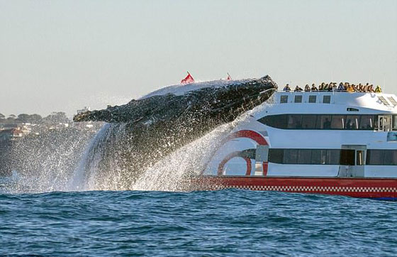 صور مدهشة: مصور محظوظ يتمكن من تصوير لقطات نادرة لحوت أحدب صورة رقم 2