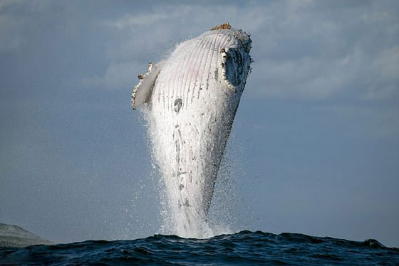 صور مدهشة: مصور محظوظ يتمكن من تصوير لقطات نادرة لحوت أحدب صورة رقم 1