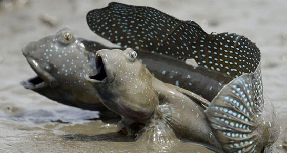بالصور.. تعرفوا على 11 سمكة الأكثر غرابة في العالم صورة رقم 10