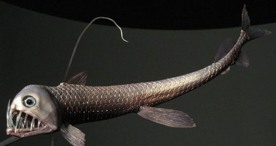 بالصور.. تعرفوا على 11 سمكة الأكثر غرابة في العالم صورة رقم 7
