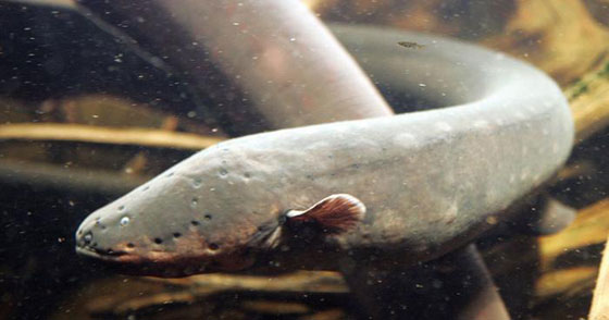 بالصور.. تعرفوا على 11 سمكة الأكثر غرابة في العالم صورة رقم 1