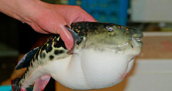 بالصور.. تعرفوا على 11 سمكة الأكثر غرابة في العالم صورة رقم 5