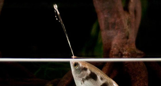 بالصور.. تعرفوا على 11 سمكة الأكثر غرابة في العالم صورة رقم 2