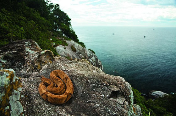 أخطر أماكن العالم: جزيرة الثعابين لا يسكنها سوى الثعابين القاتلة! صورة رقم 8