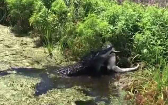 فيديو مثير: تمساح ضخم (4 أمتار) يلتهم آخر أصغر منه (1.5 متر)! صورة رقم 1